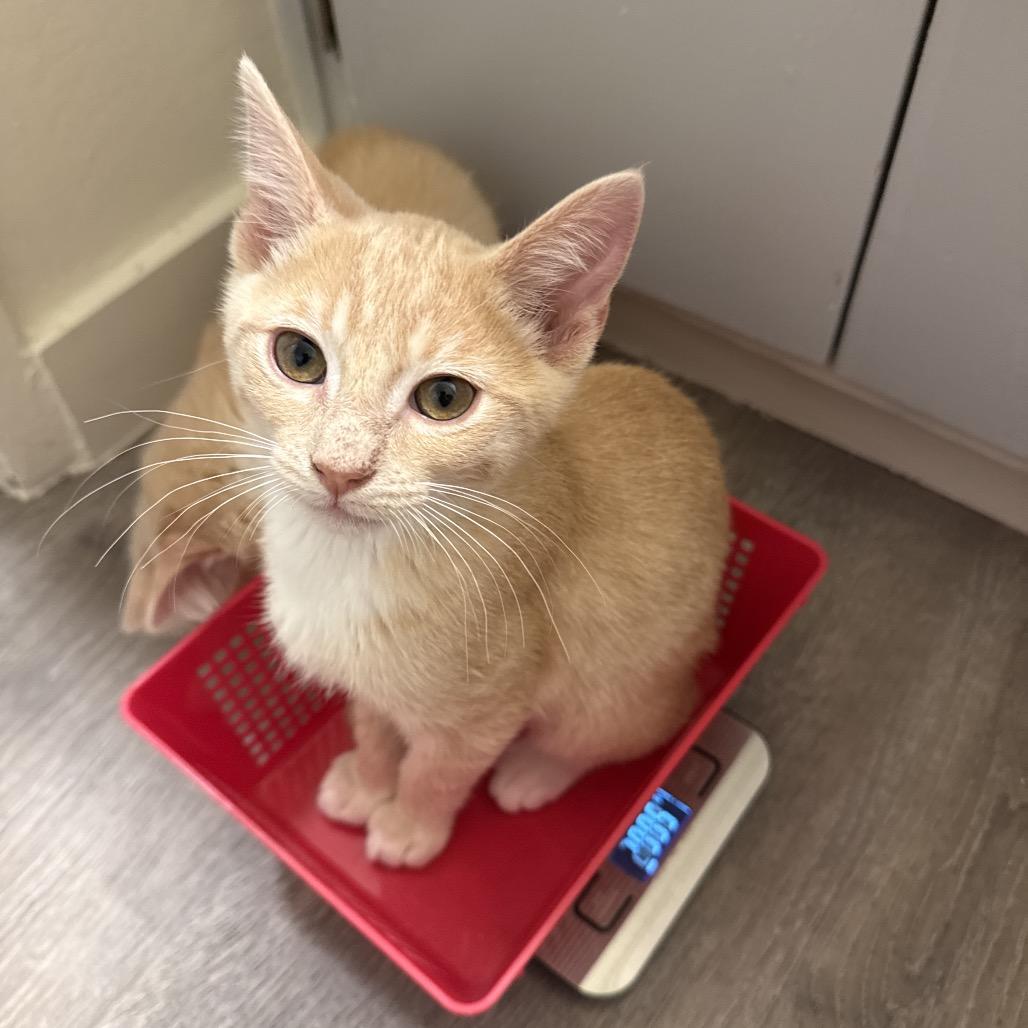 Pakora, a Adoptable Domestic Short Hair in Sunnyvale, CA image 3/3
