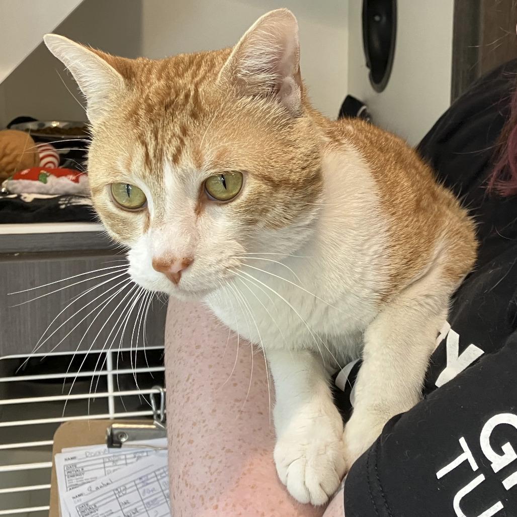 David Catterfield, Adoptable, Adult Male Domestic Short Hair.