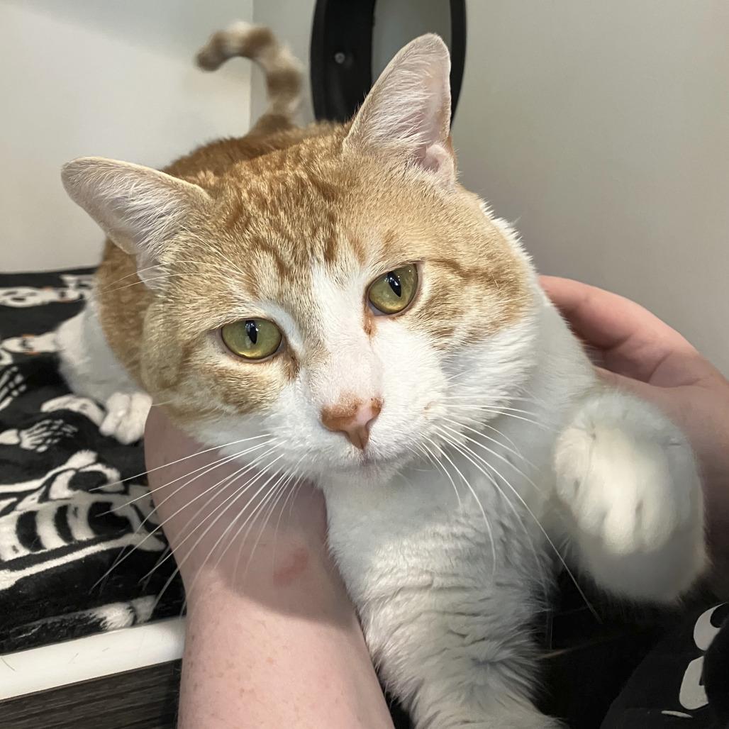 Enlarge David Catterfield, a Adoptable Domestic Short Hair in Oak Park, IL image 2/3