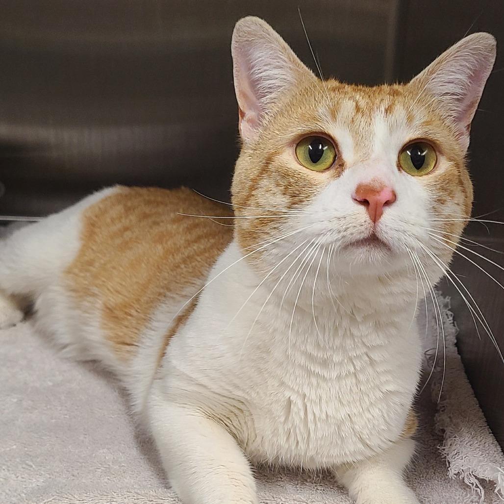 Enlarge David Catterfield, a Adoptable Domestic Short Hair in Oak Park, IL image 3/3