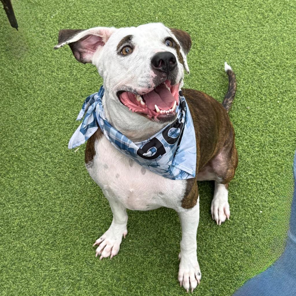 Booker AKA Buddy, Adopted, Adult Male Mixed Breed.