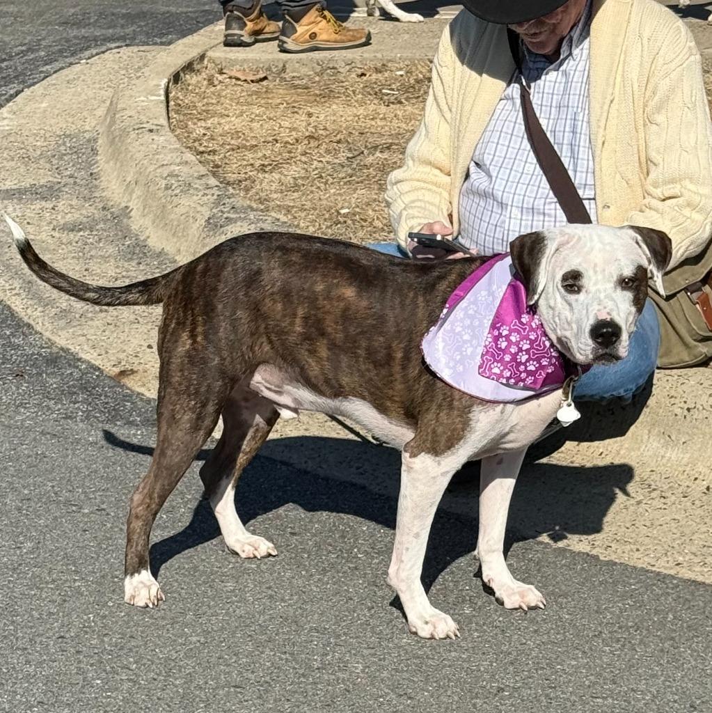 Enlarge Booker AKA Buddy, a Adopted Mixed Breed in Little Rock, AR image 2/6