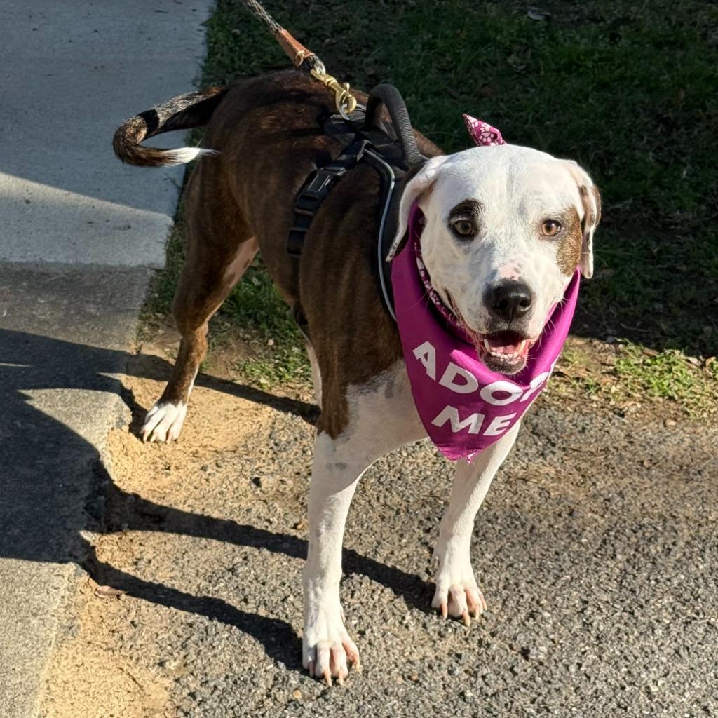 Enlarge Booker AKA Buddy, a Adopted Mixed Breed in Little Rock, AR image 3/6