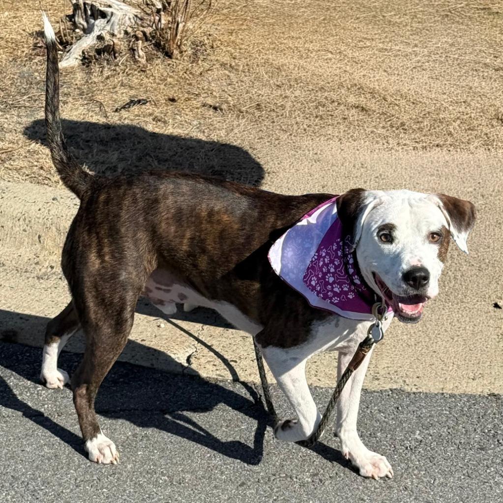 Enlarge Booker AKA Buddy, a Adopted Mixed Breed in Little Rock, AR image 4/6