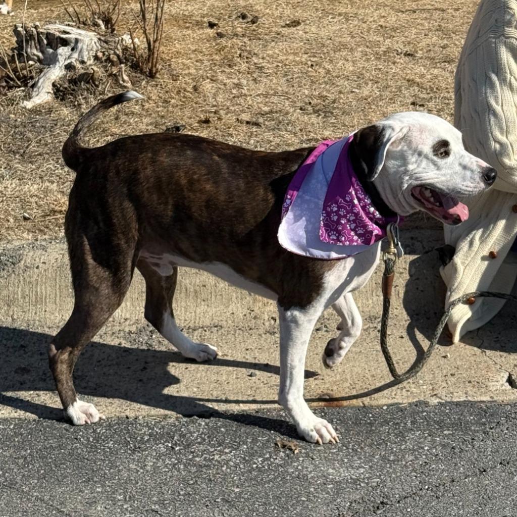 Enlarge Booker AKA Buddy, a Adopted Mixed Breed in Little Rock, AR image 5/6