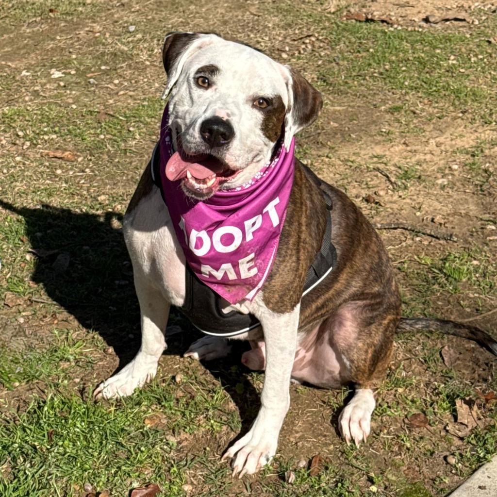 Enlarge Booker AKA Buddy, a Adopted Mixed Breed in Little Rock, AR image 6/6