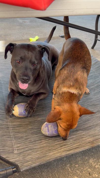 Enlarge Banks, a Adoptable mixed breed in Cranston, RI video 2/4