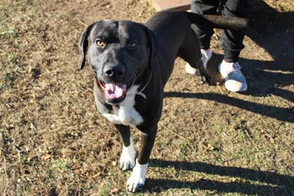 B`Gosh, Adoptable, Adult Male Labrador Retriever & Great Pyrenees.