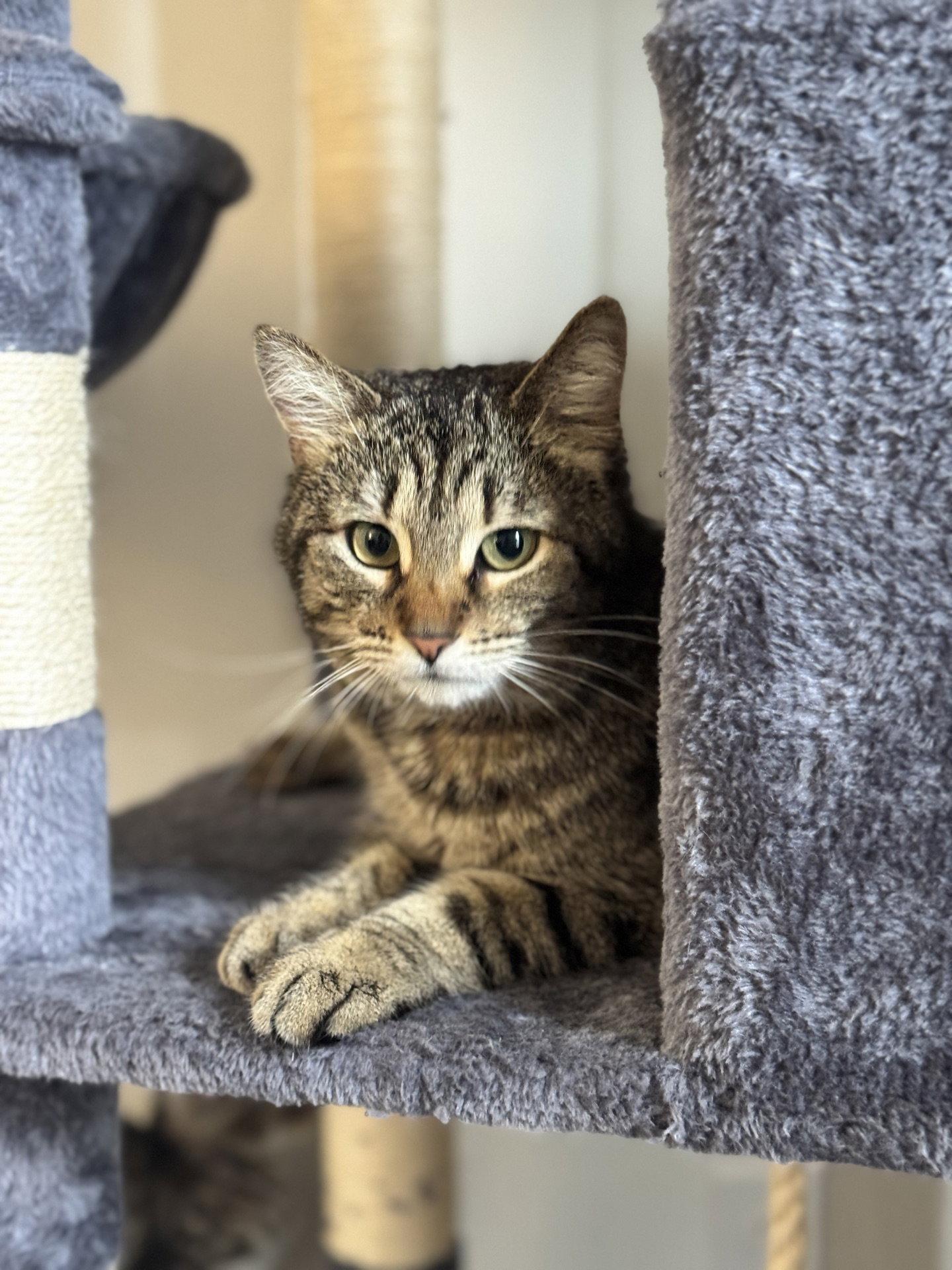 Jolene, Adoptable, Adult Female Tabby & Domestic Short Hair.