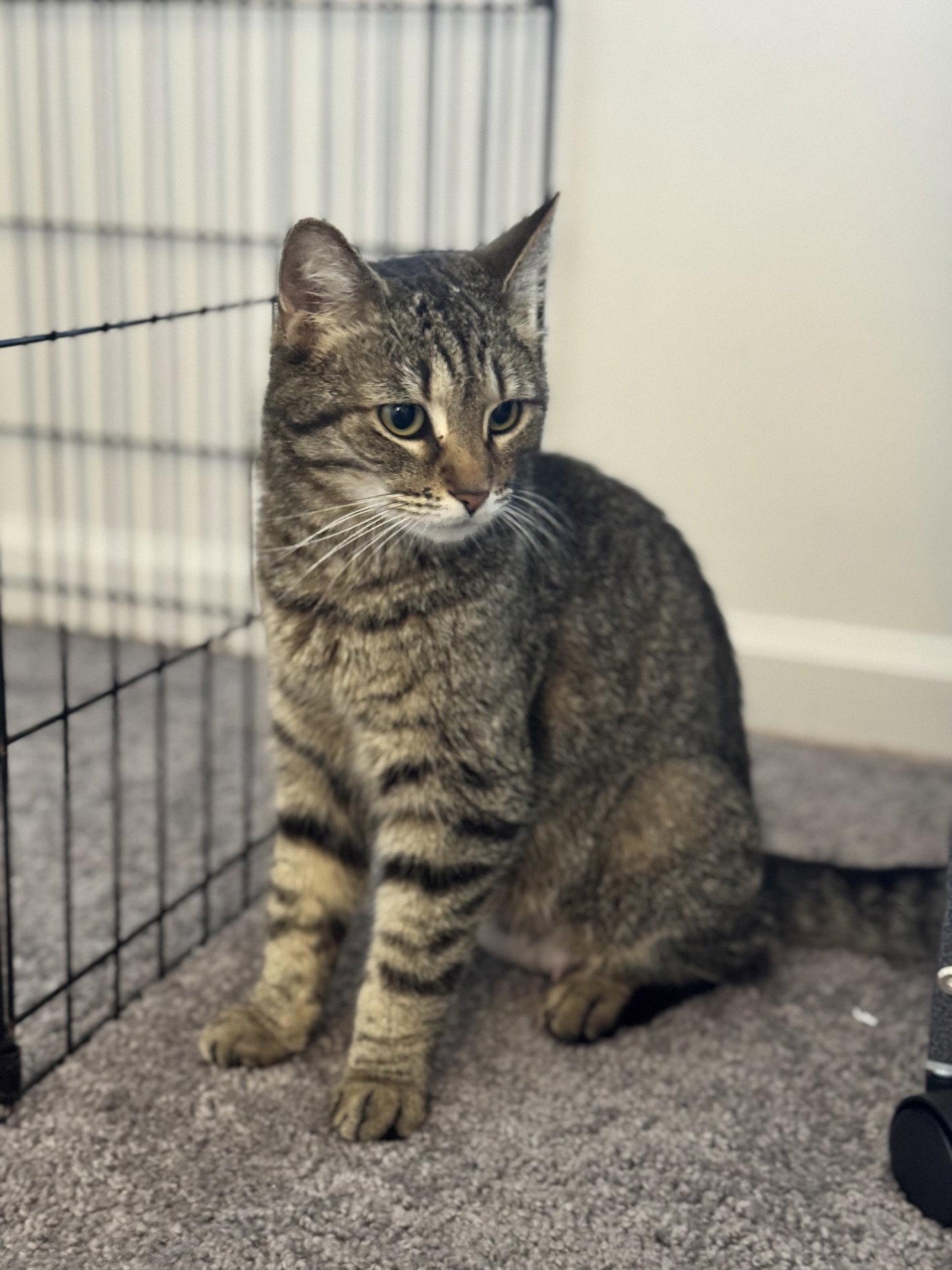 Jolene, a Adoptable mixed breed in Georgetown, KY image 2/3