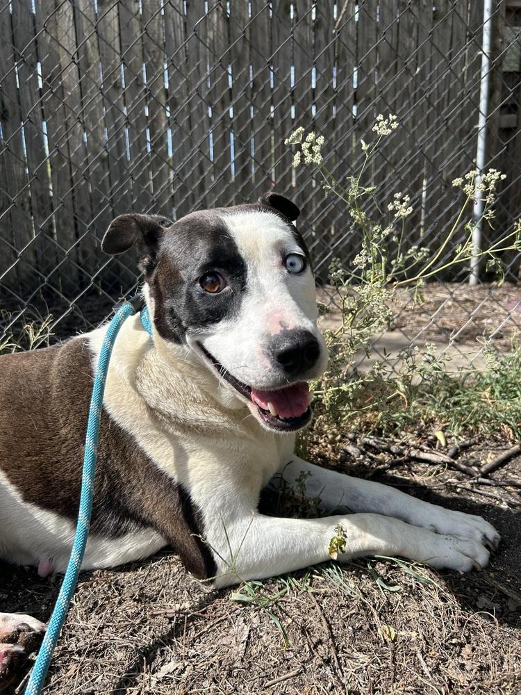 Ella, Adoptable, Adult Female English Pointer & Pit Bull Terrier.
