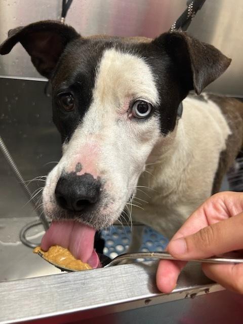 Ella, a Adoptable mixed breed in Oklahoma City, OK image 2/2