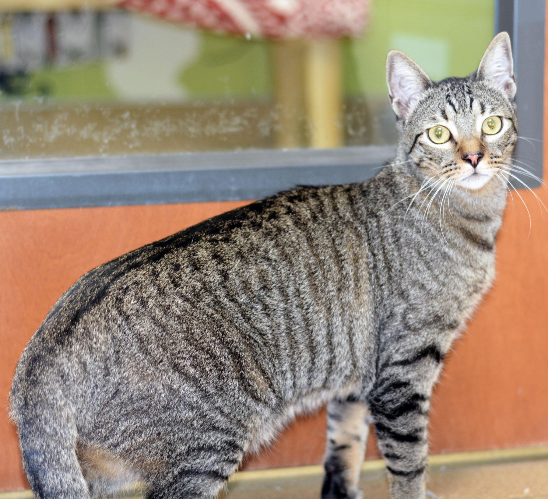 OLLIE-NO ADOPTION FEE, Adopted, Young Male Tabby.