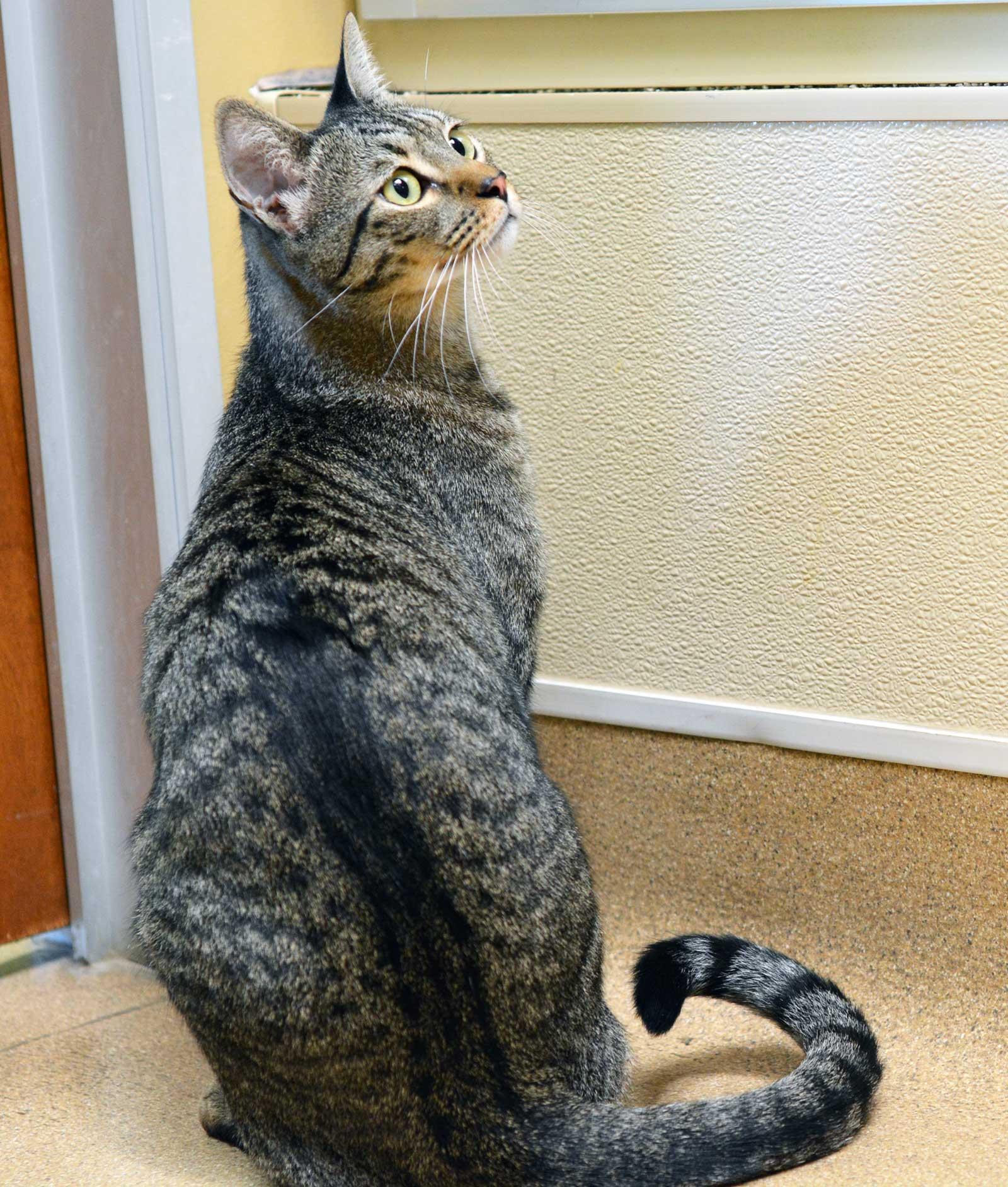 Enlarge OLLIE-NO ADOPTION FEE, a Adopted Tabby in San Clemente, CA image 2/2