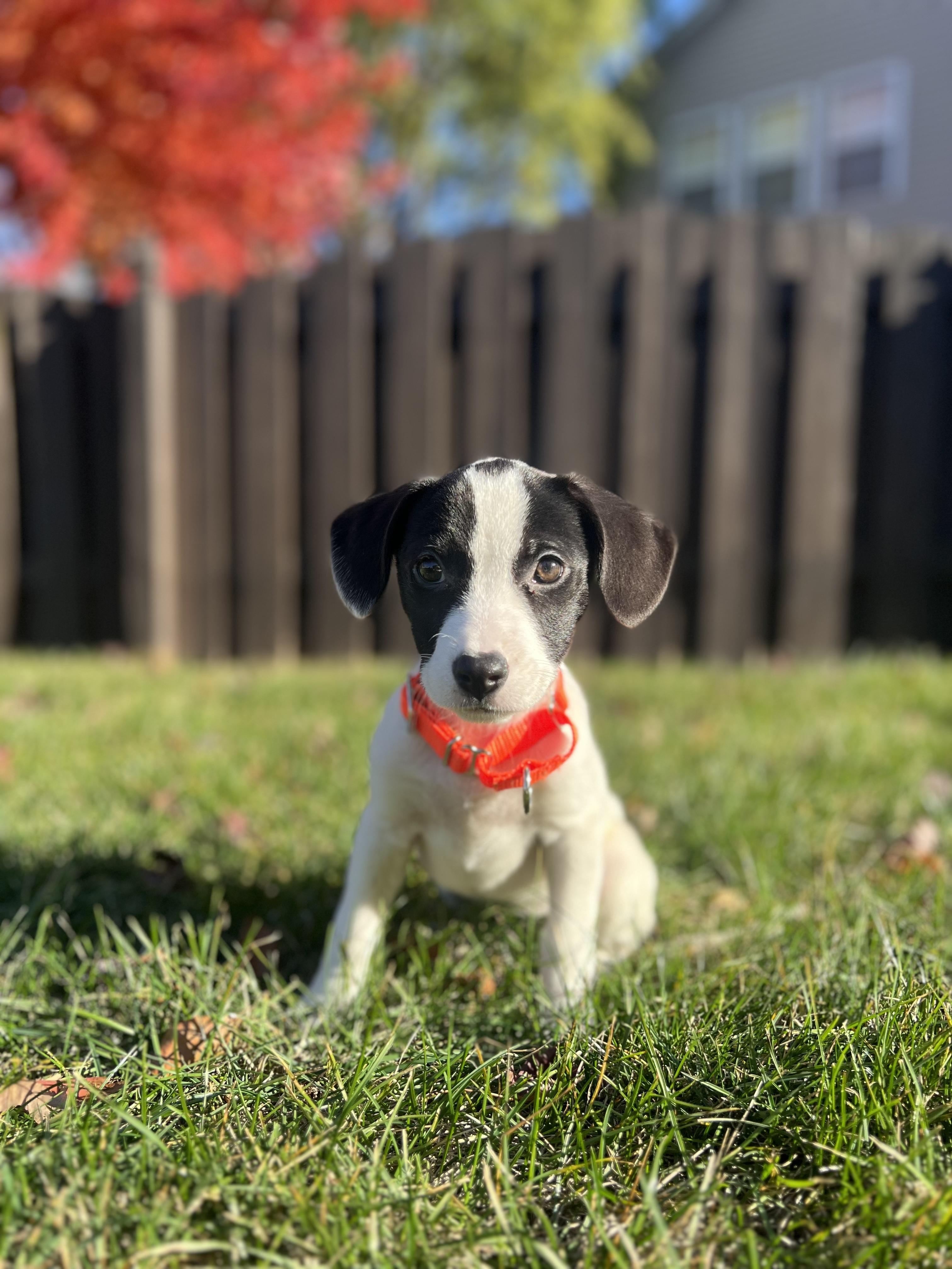 Iris, Adoptable, Puppy Female Terrier & Australian Cattle Dog / Blue Heeler.