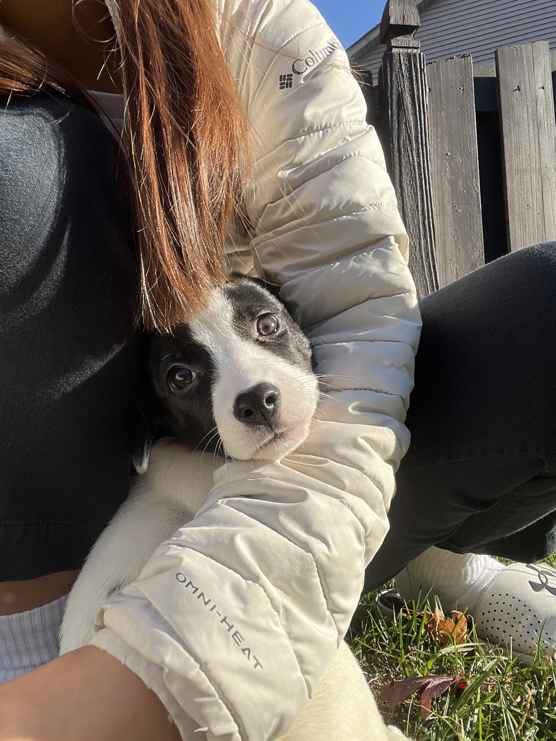 Iris, an adopted mixed breed in Whitestown, IN image 2/4