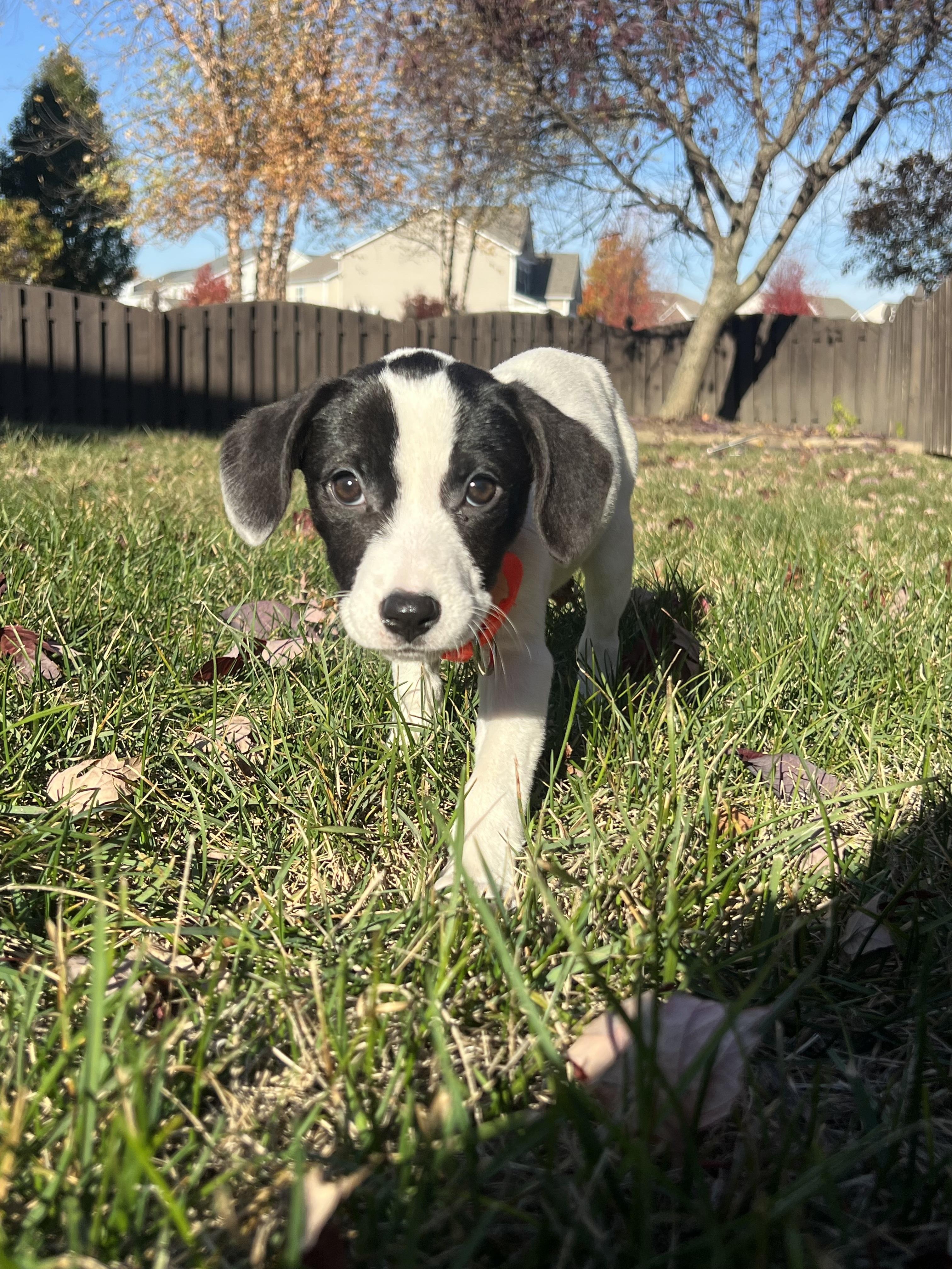 Iris, an adopted mixed breed in Whitestown, IN image 3/4
