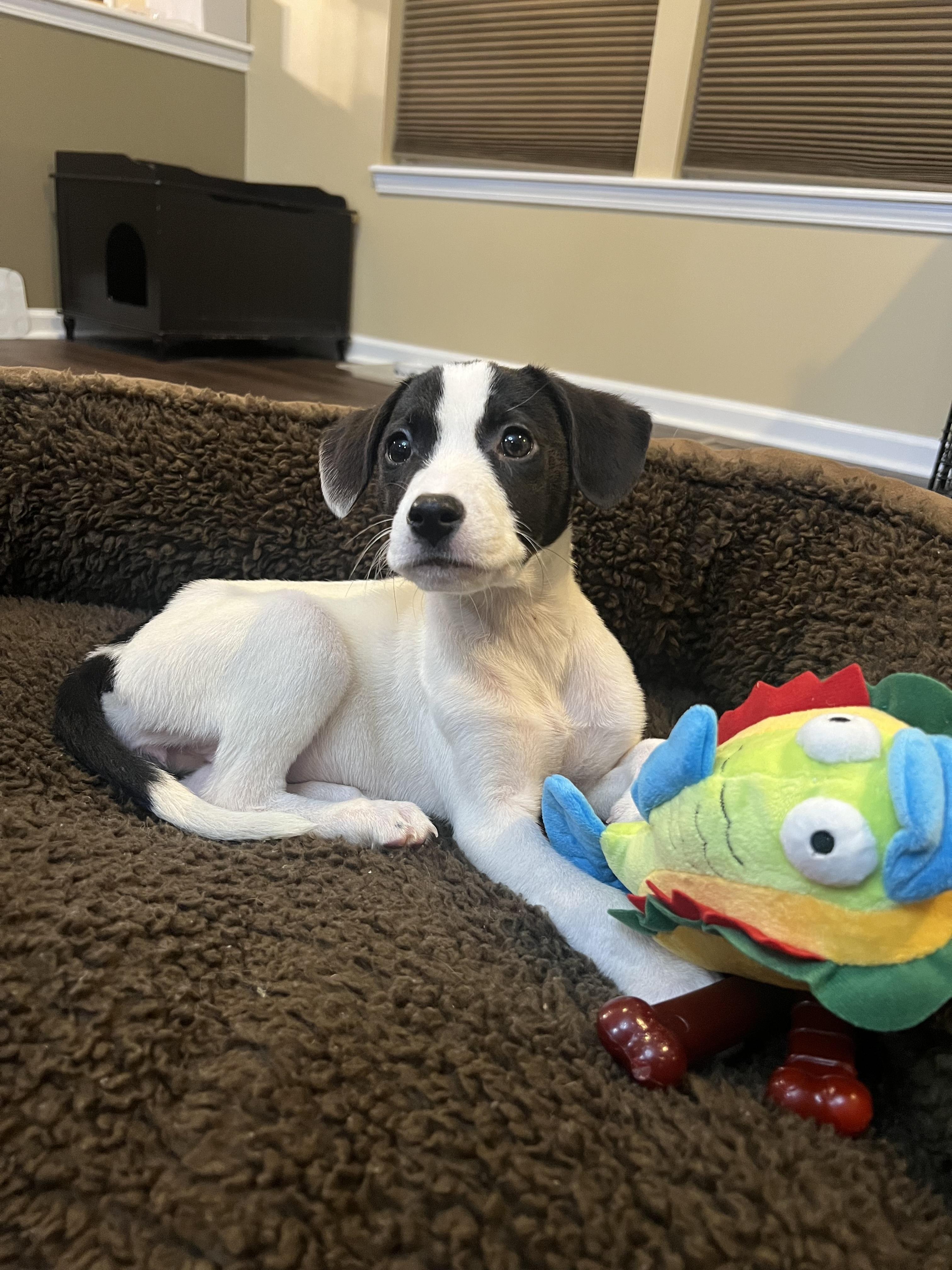 Iris, an adopted mixed breed in Whitestown, IN image 4/4