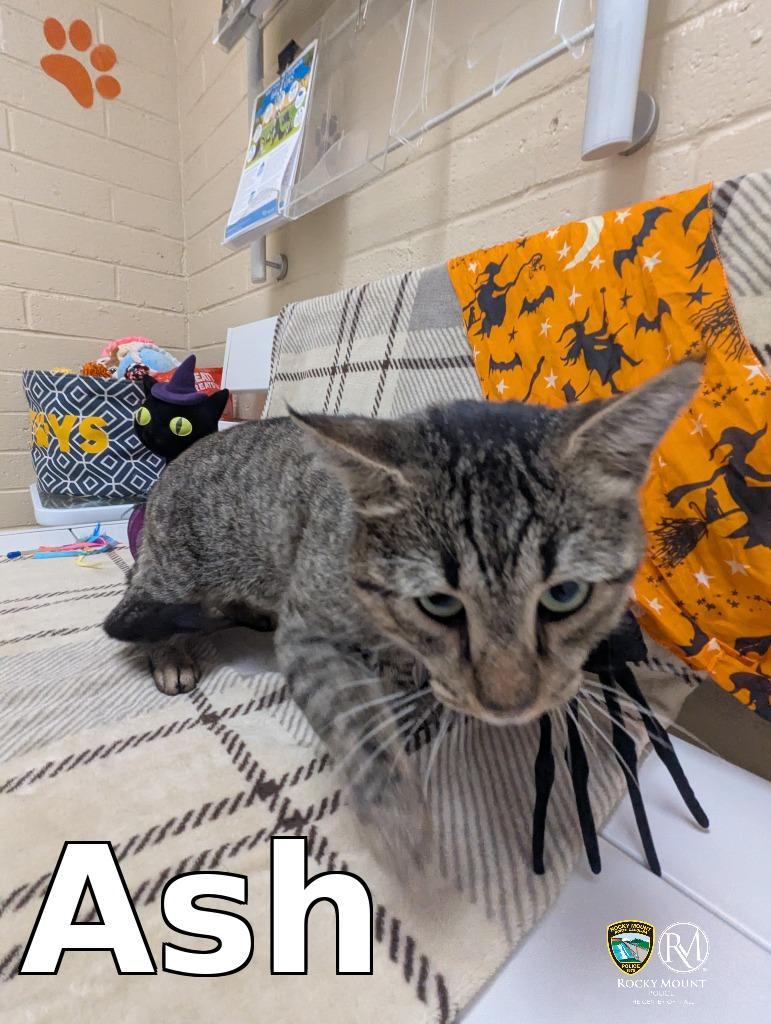 Enlarge Ash, a Adoptable mixed breed in Rocky Mount, NC image 1/3