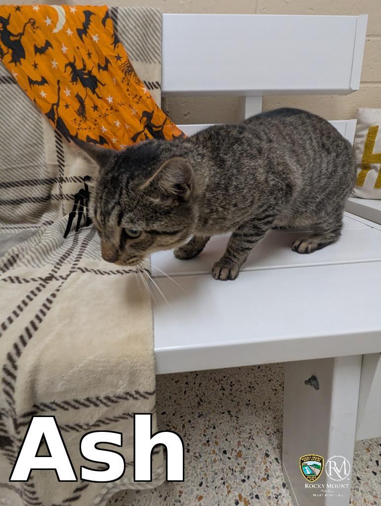 Enlarge Ash, a Adoptable mixed breed in Rocky Mount, NC image 2/3
