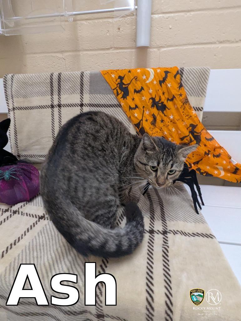 Enlarge Ash, a Adoptable mixed breed in Rocky Mount, NC image 3/3