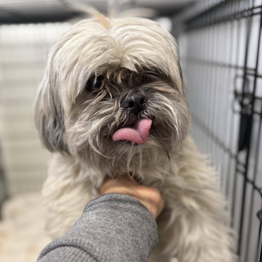 Fugi, Adoptable, Senior Male Shih Tzu & Mixed Breed.