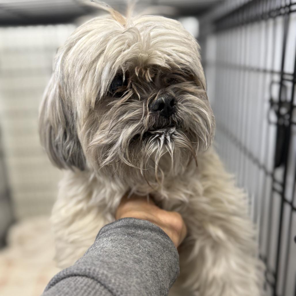 Enlarge Fugi, a Adoptable mixed breed in Madison, WI image 2/3