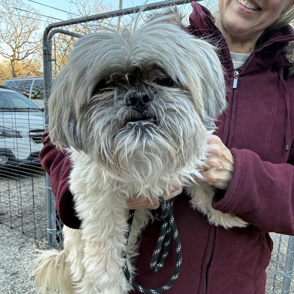 Enlarge Fugi, a Adoptable mixed breed in Madison, WI image 3/3