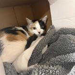 Frenchie, Adoptable, Adult Female Domestic Short Hair.