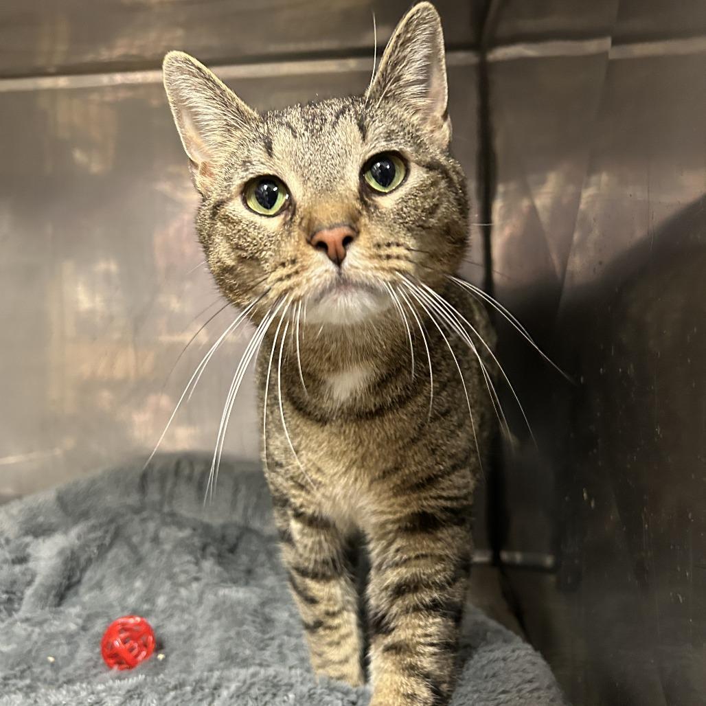 Hugo, Adoptable, Adult Male Domestic Short Hair.