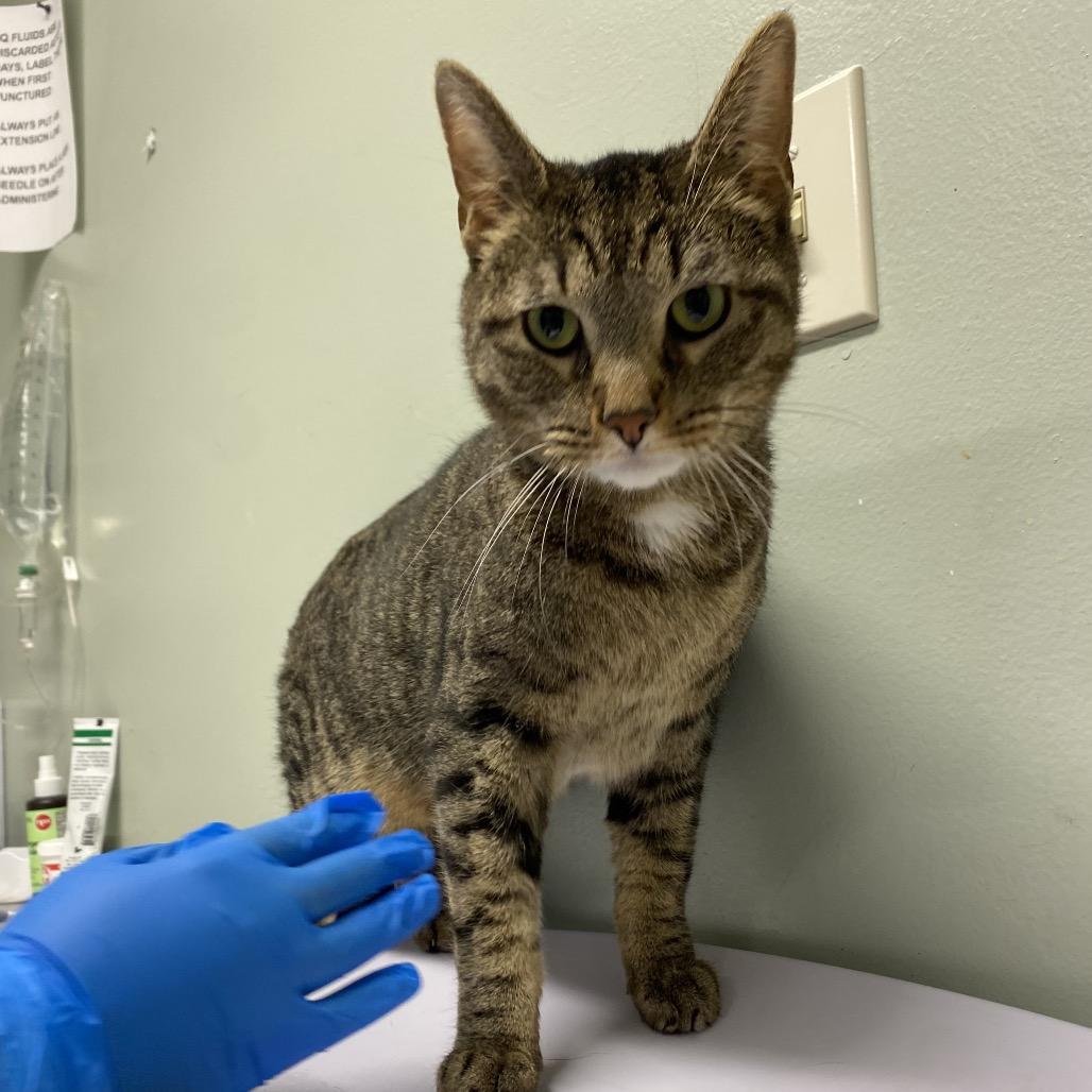 Enlarge Hugo, a Adoptable Domestic Short Hair in Waldorf, MD image 2/3