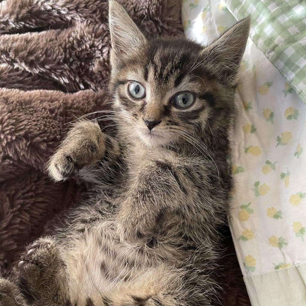 Enlarge Hugo, a Adoptable Domestic Short Hair in Waldorf, MD image 3/3