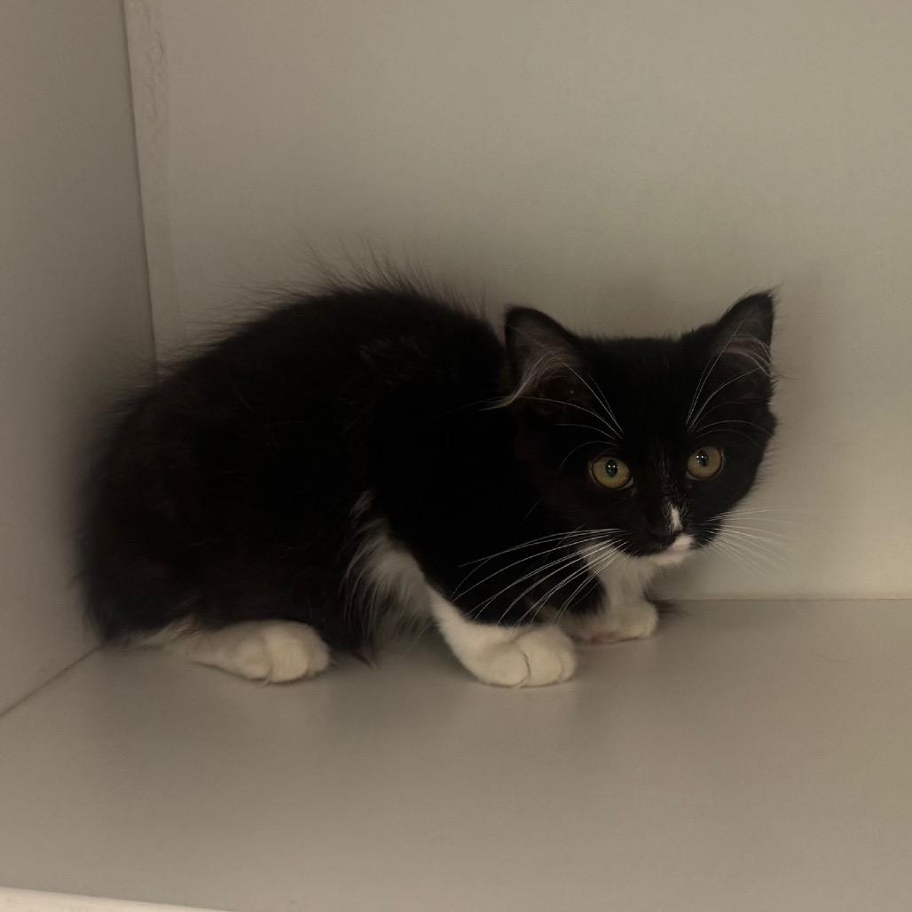 King "Edmund" the Just, Adoptable, Young Male Domestic Short Hair.