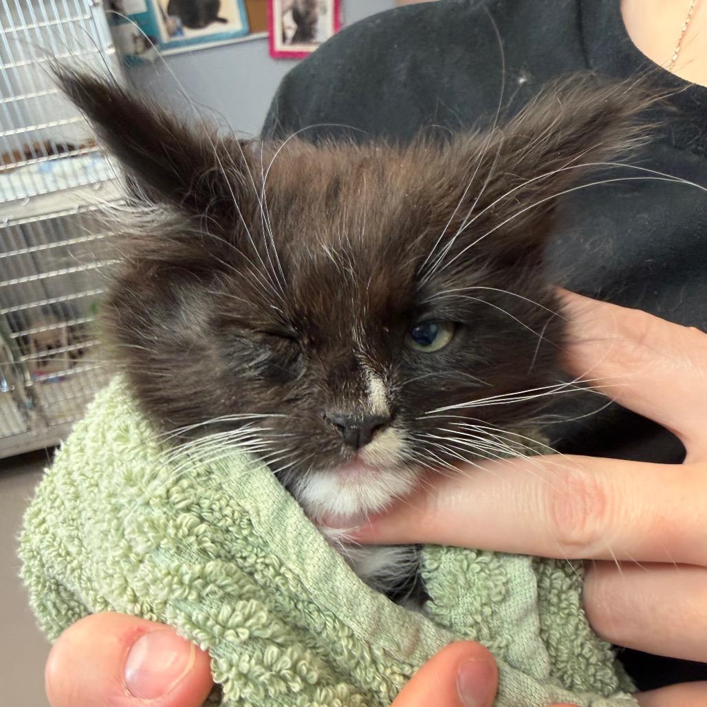 Enlarge King "Edmund" the Just, a Adoptable Domestic Short Hair in Easton, PA image 2/6