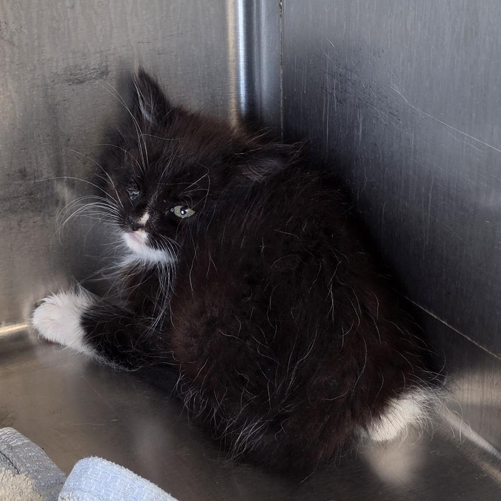 Enlarge King "Edmund" the Just, a Adoptable Domestic Short Hair in Easton, PA image 5/6