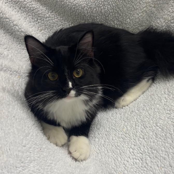 Enlarge King "Edmund" the Just, a Adoptable Domestic Short Hair in Easton, PA image 6/6