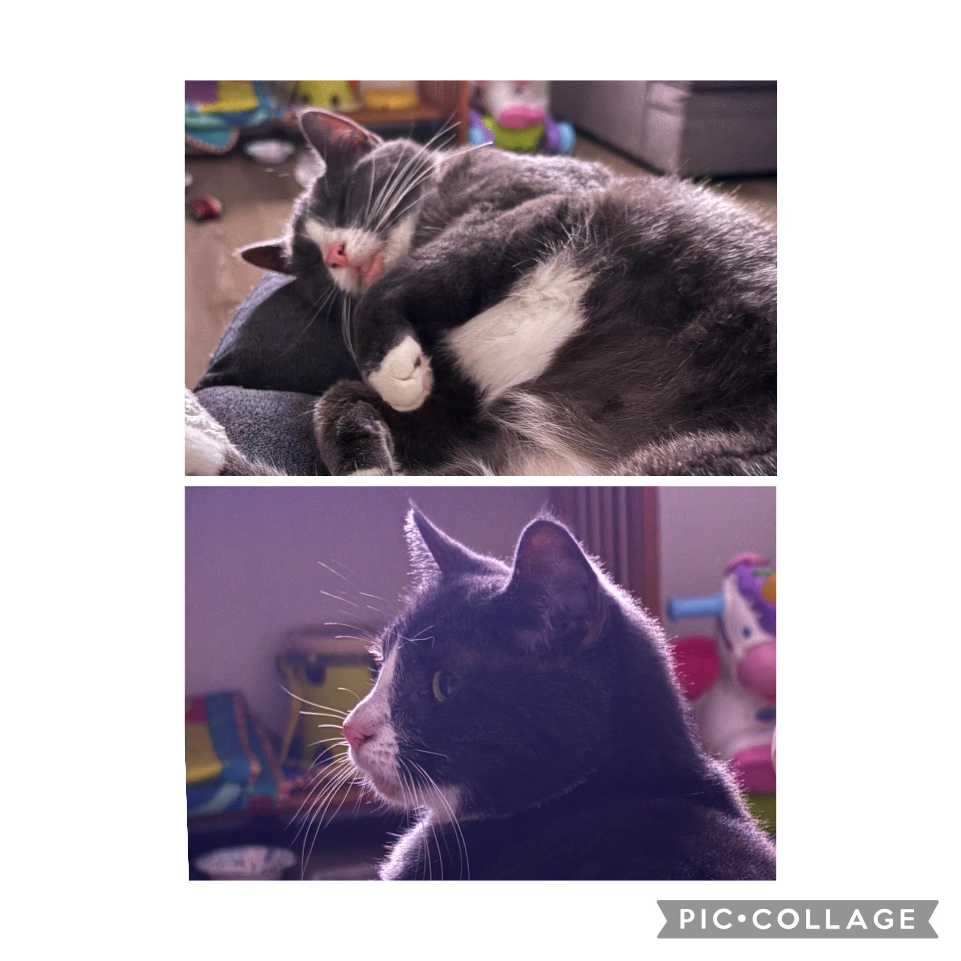 Noelle, Adoptable, Young Female Domestic Short Hair.