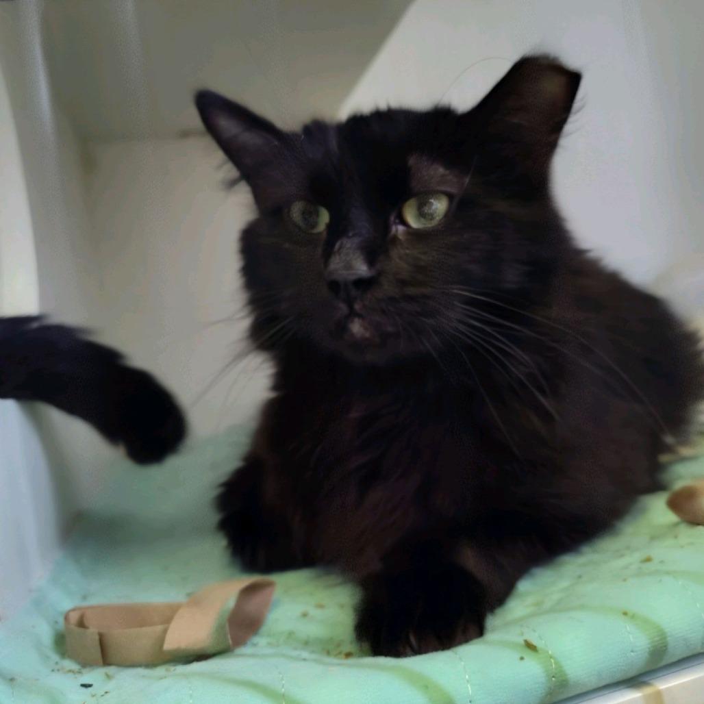 Enlarge Habanero, a Adoptable Domestic Medium Hair in Norfolk, NE image 1/1