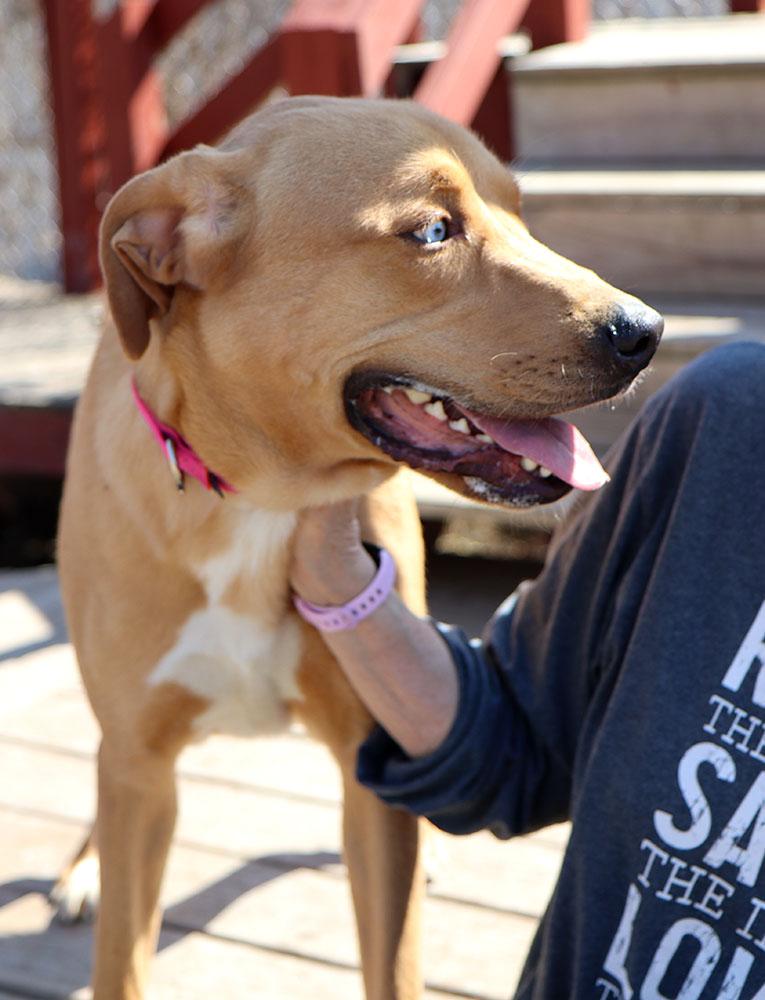 Enlarge Vanelope (AO35880), a ADOPTABLE mixed breed in Kansas City, KS image 3/6