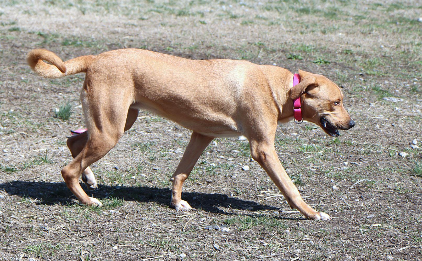 Enlarge Vanelope (AO35880), a ADOPTABLE mixed breed in Kansas City, KS image 6/6