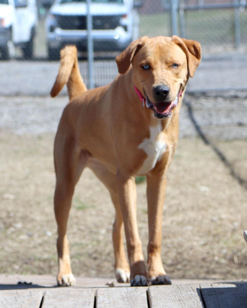 Enlarge Vanelope (AO35880), a ADOPTABLE mixed breed in Kansas City, KS image 5/6
