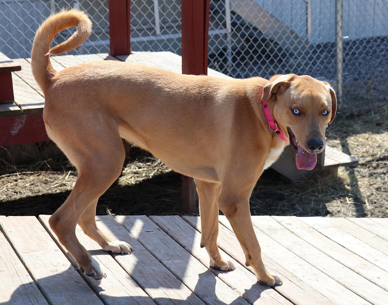 Enlarge Vanelope (AO35880), a ADOPTABLE mixed breed in Kansas City, KS image 4/6