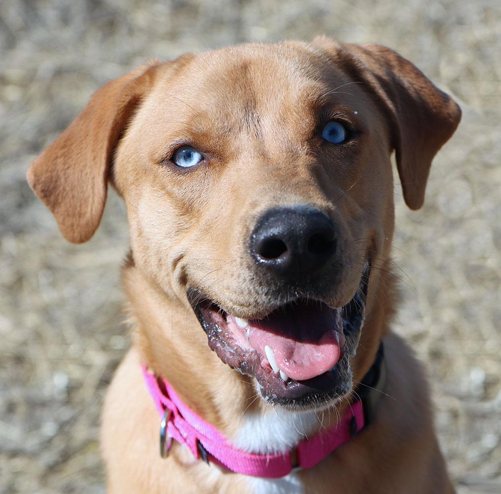 Vanelope (AO35880), ADOPTABLE, Young Female Labrador Retriever.