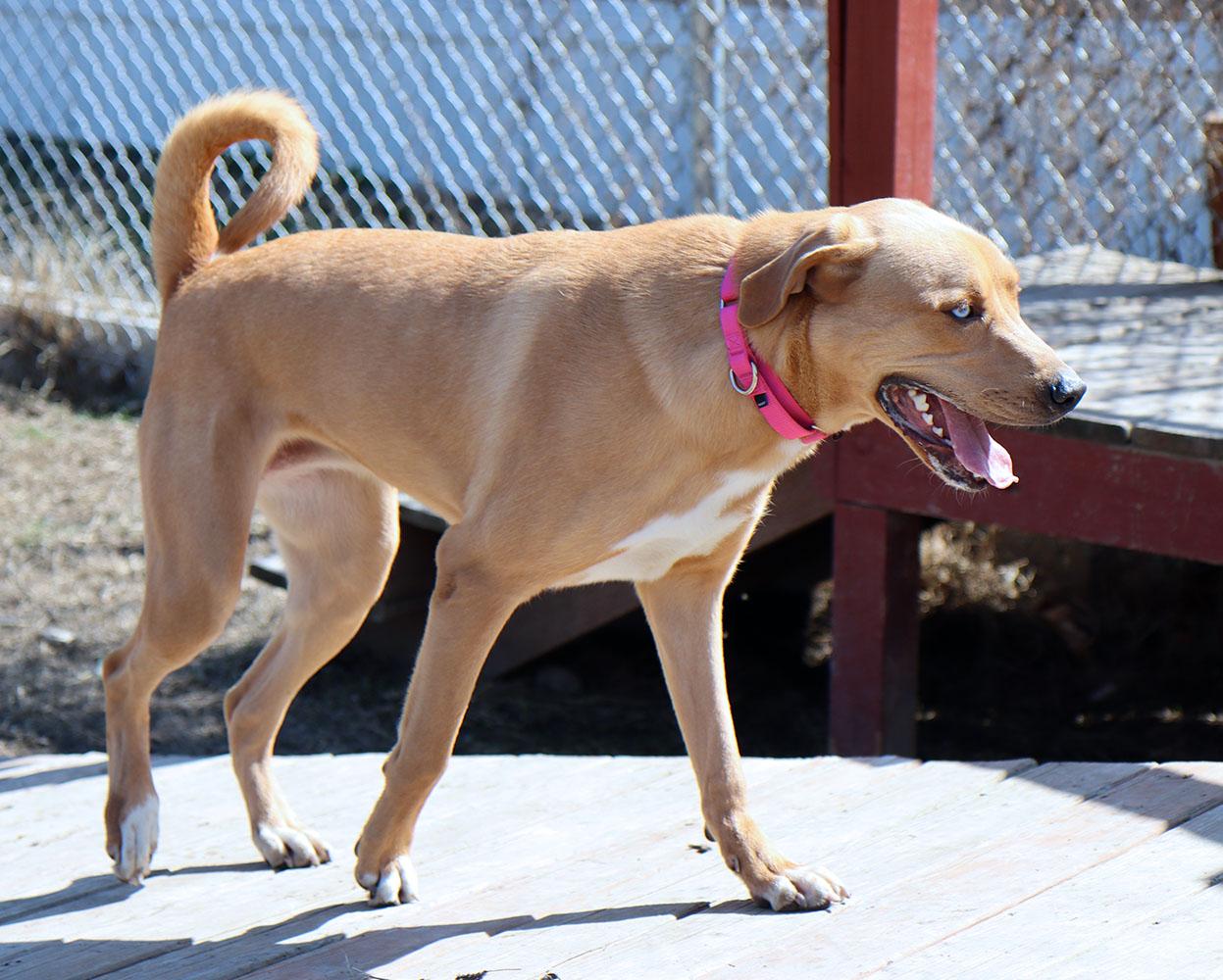 Enlarge Vanelope (AO35880), a ADOPTABLE mixed breed in Kansas City, KS image 2/6