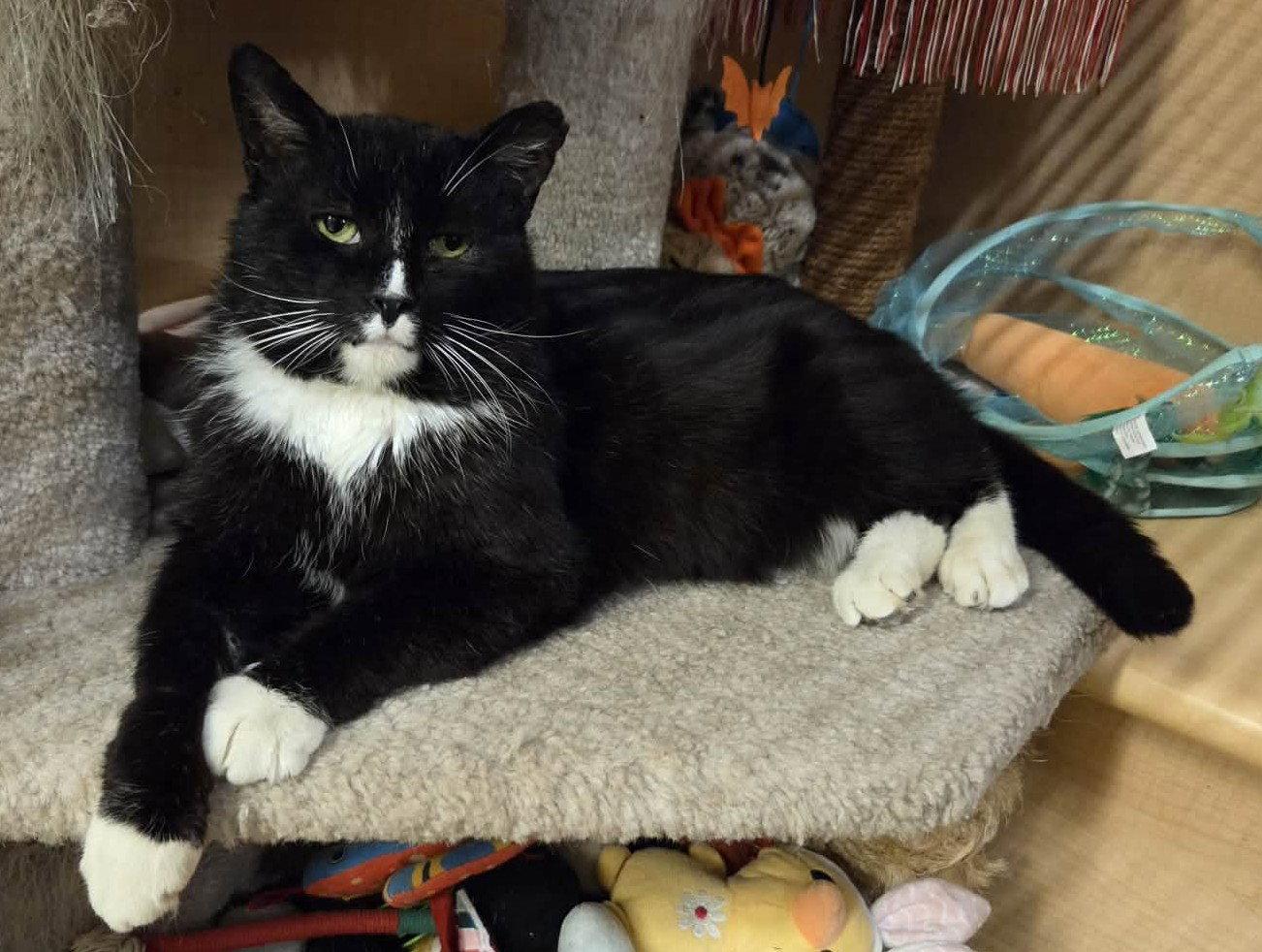 Enlarge Bubblez, a Adoptable Domestic Short Hair in Delran, NJ image 2/2