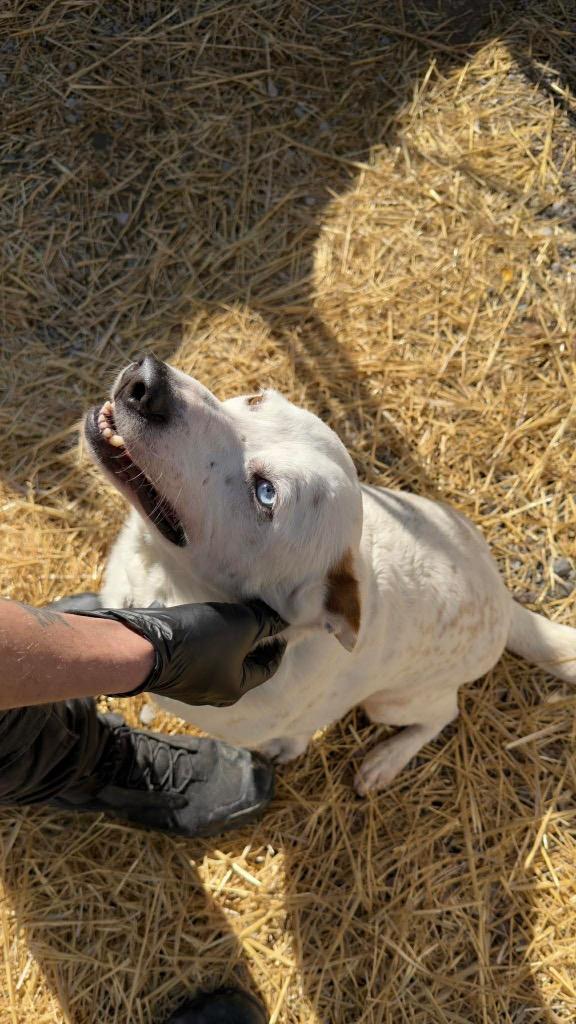 Enlarge Chevy, a Adoptable mixed breed in Parsons, WV image 2/3