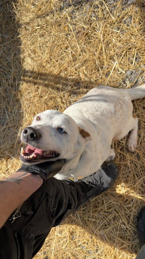 Enlarge Chevy, a Adoptable mixed breed in Parsons, WV image 3/3