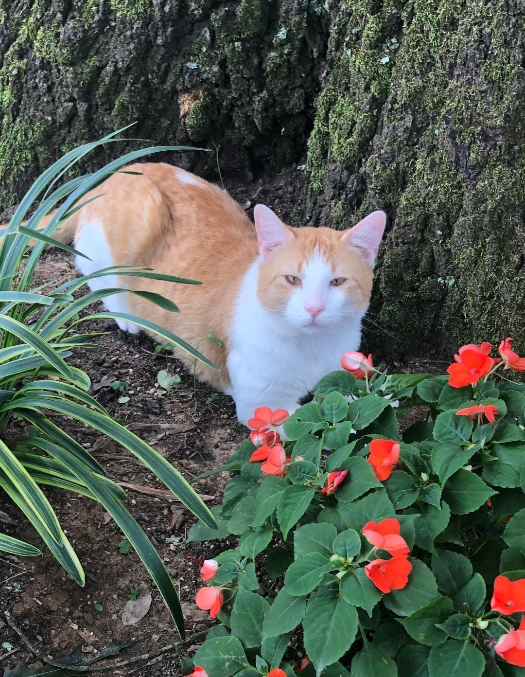 Sunkist, ADOPTABLE, Adult Male Domestic Short Hair.