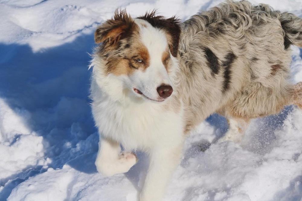 1009 Walker, Adoptable, Puppy Male Australian Shepherd.