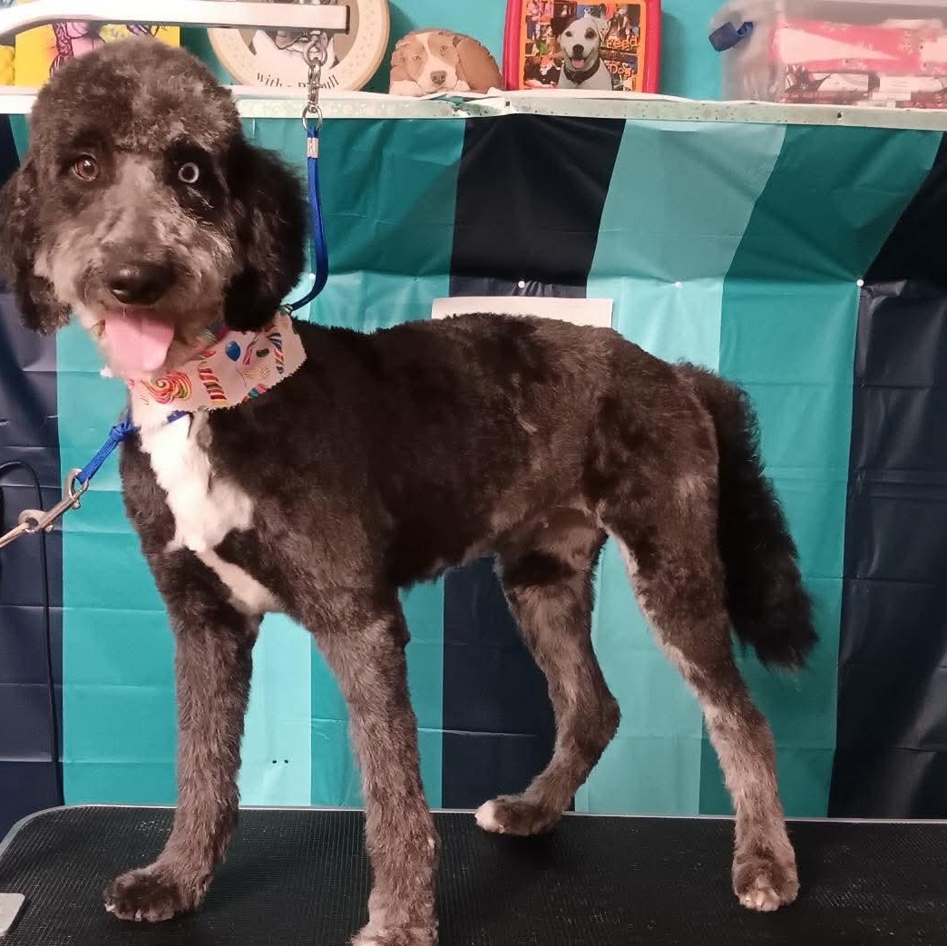Bluey, adopted, Young Female Goldendoodle.